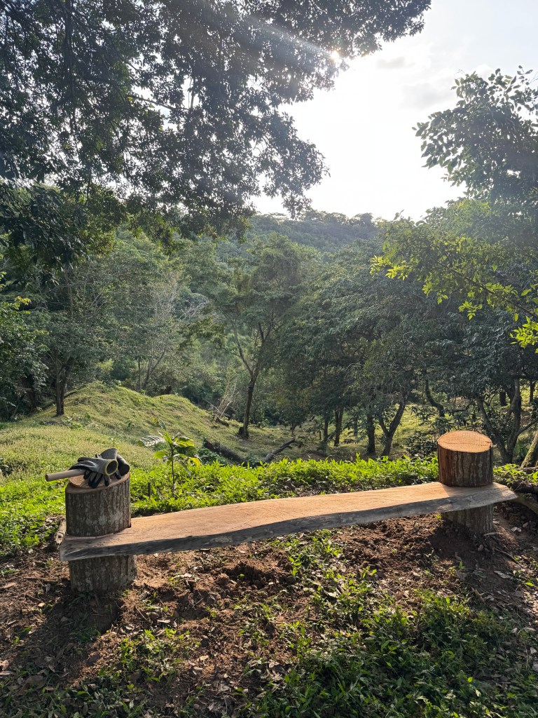A bench on top of a hill in a wooded forest, beatyfully lit